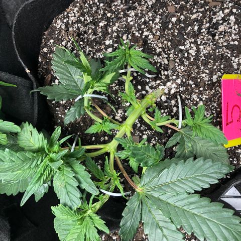 Sir Gheen of the Green (6) growlog timeline photo