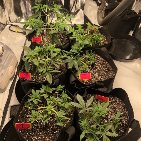 Sir Gheen of the Green (6) growlog timeline photo
