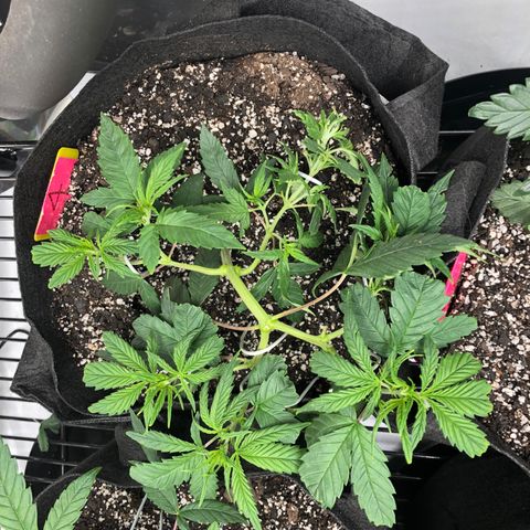 Sir Gheen of the Green (6) growlog timeline photo
