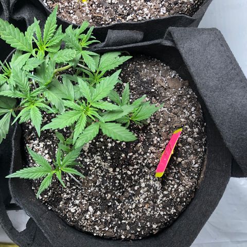 Sir Gheen of the Green (6) growlog timeline photo