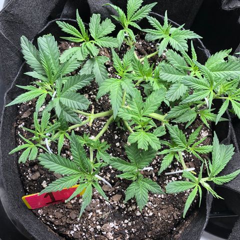 Sir Gheen of the Green (6) growlog timeline photo