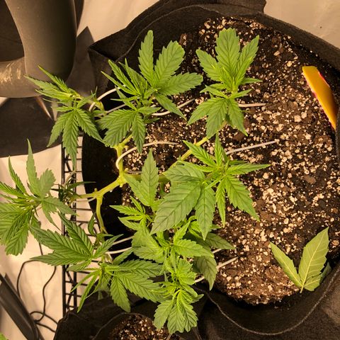 Sir Gheen of the Green (6) growlog timeline photo