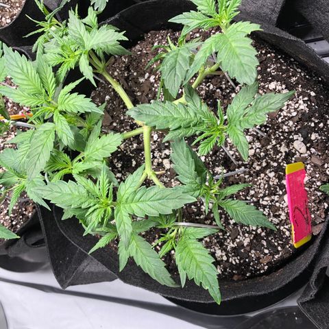 Sir Gheen of the Green (6) growlog timeline photo