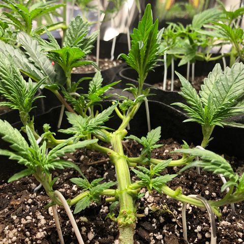 Sir Gheen of the Green (6) growlog timeline photo