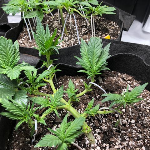 Sir Gheen of the Green (6) growlog timeline photo