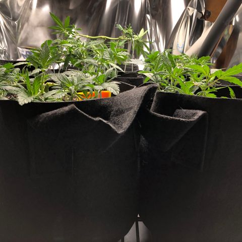 Sir Gheen of the Green (6) growlog timeline photo