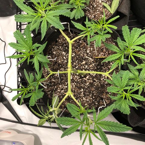 Sir Gheen of the Green (6) growlog timeline photo