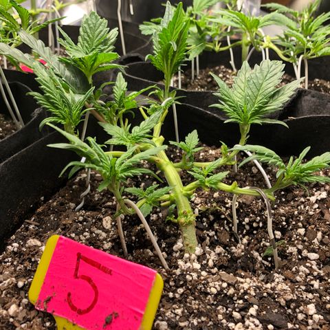 Sir Gheen of the Green (6) growlog timeline photo