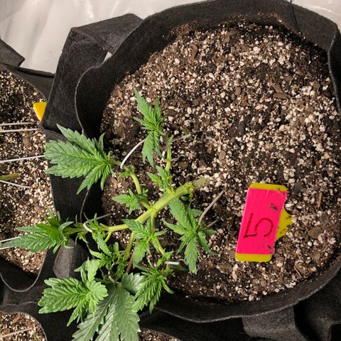 Sir Gheen of the Green (6) growlog timeline photo