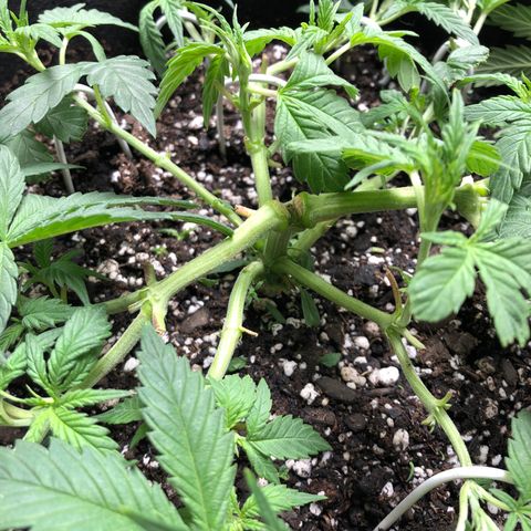 Sir Gheen of the Green (6) growlog timeline photo