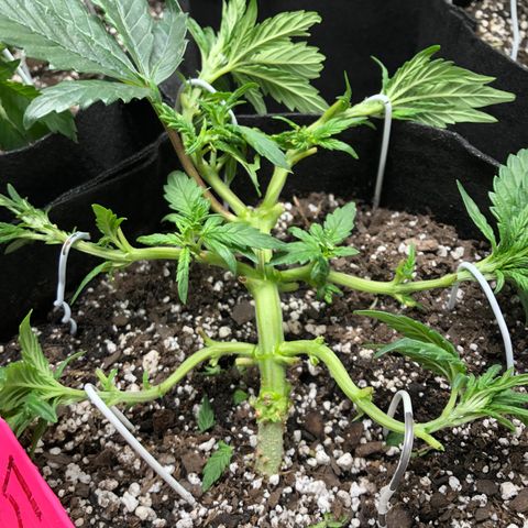 Sir Gheen of the Green (6) growlog timeline photo
