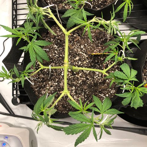 Sir Gheen of the Green (6) growlog timeline photo
