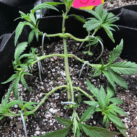 Sir Gheen of the Green (6) growlog timeline photo