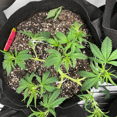 Sir Gheen of the Green (6) growlog timeline photo