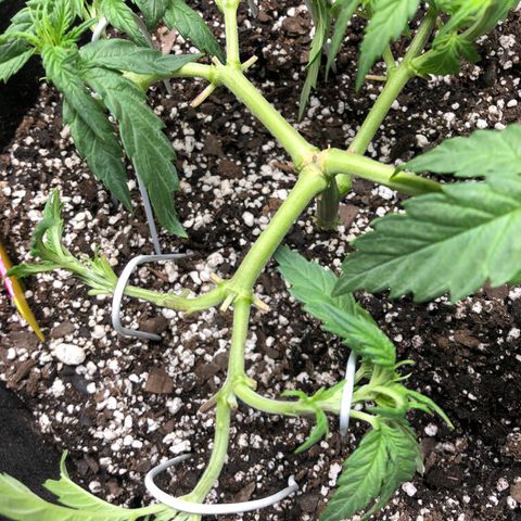 Sir Gheen of the Green (6) growlog timeline photo