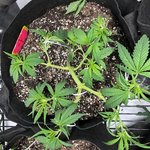 Sir Gheen of the Green (6) growlog timeline photo