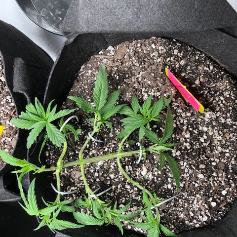 Sir Gheen of the Green (6) growlog timeline photo