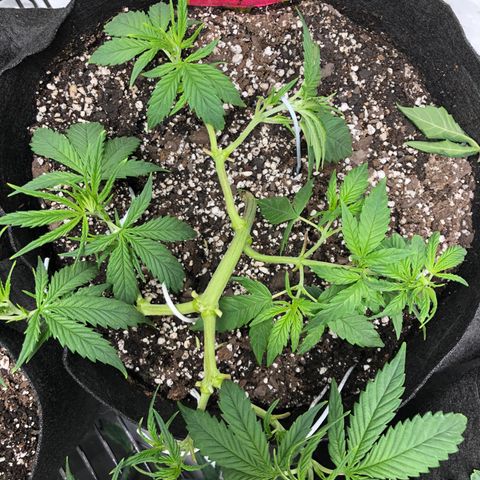 Sir Gheen of the Green (6) growlog timeline photo