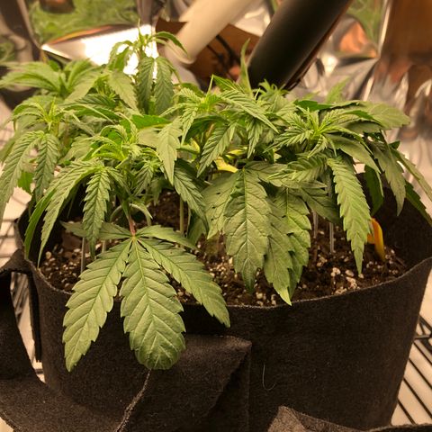 Sir Gheen of the Green (6) growlog timeline photo