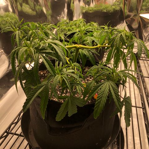 Sir Gheen of the Green (6) growlog timeline photo