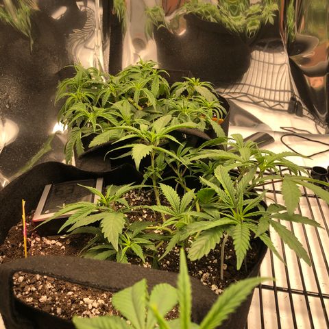 Sir Gheen of the Green (6) growlog timeline photo
