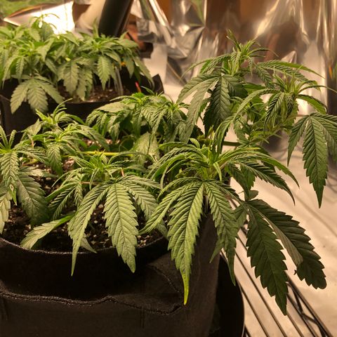 Sir Gheen of the Green (6) growlog timeline photo