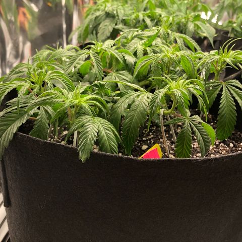 Sir Gheen of the Green (6) growlog timeline photo
