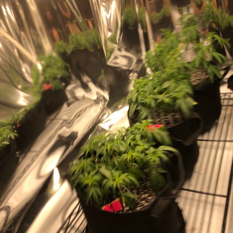 Sir Gheen of the Green (6) growlog timeline photo