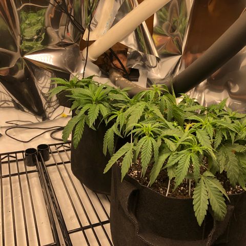 Sir Gheen of the Green (6) growlog timeline photo