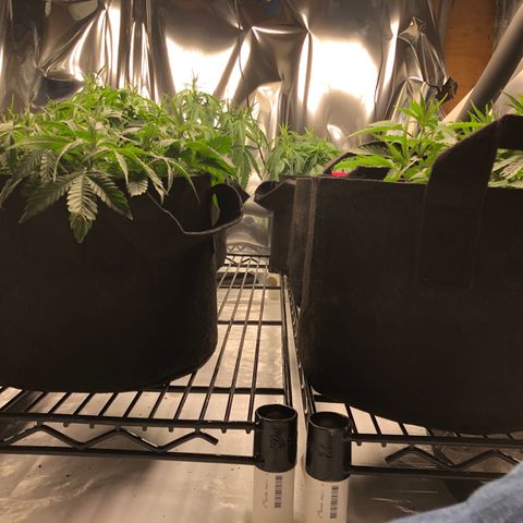 Sir Gheen of the Green (6) growlog timeline photo