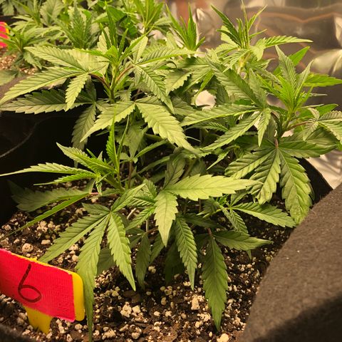 Sir Gheen of the Green (6) growlog timeline photo