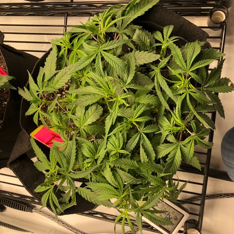 Sir Gheen of the Green (6) growlog timeline photo