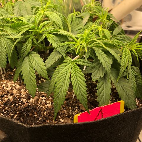 Sir Gheen of the Green (6) growlog timeline photo