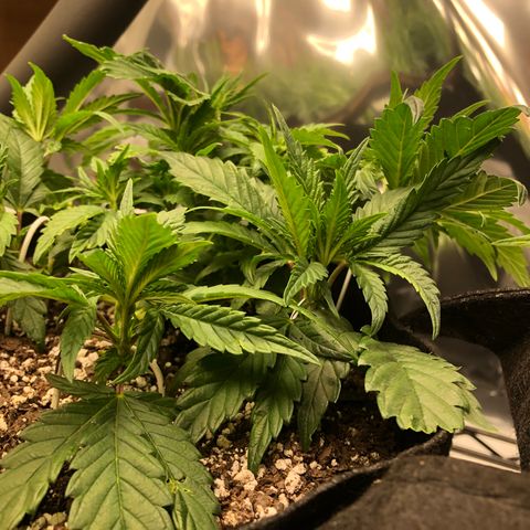 Sir Gheen of the Green (6) growlog timeline photo