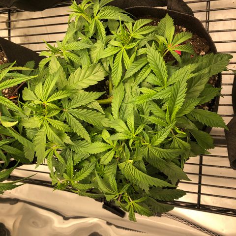 Sir Gheen of the Green (6) growlog timeline photo