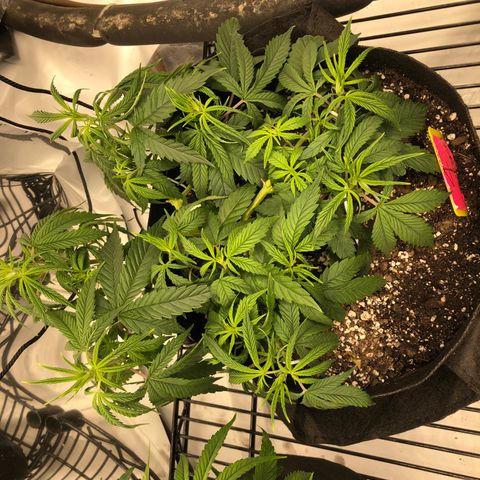 Sir Gheen of the Green (6) growlog timeline photo