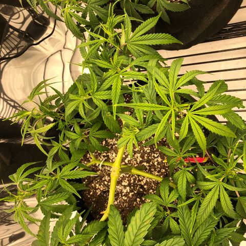Sir Gheen of the Green (6) growlog timeline photo