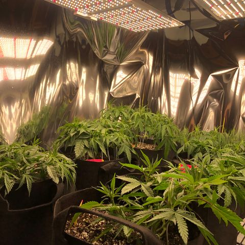 Sir Gheen of the Green (6) growlog timeline photo