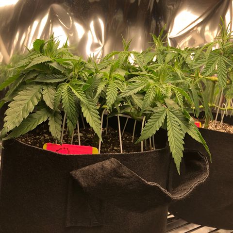 Sir Gheen of the Green (6) growlog timeline photo