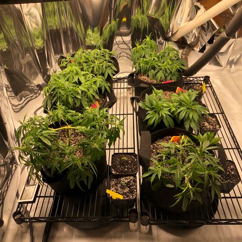 Sir Gheen of the Green (6) growlog timeline photo
