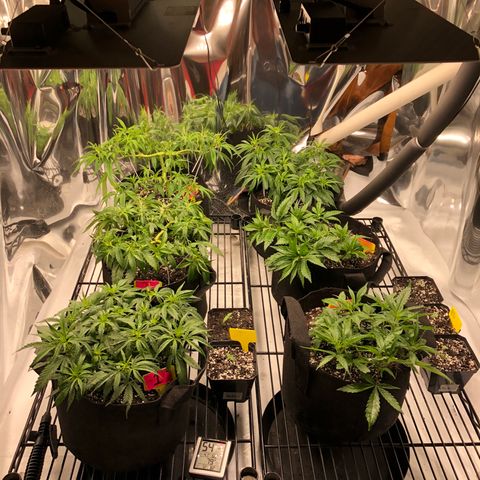 Sir Gheen of the Green (6) growlog timeline photo
