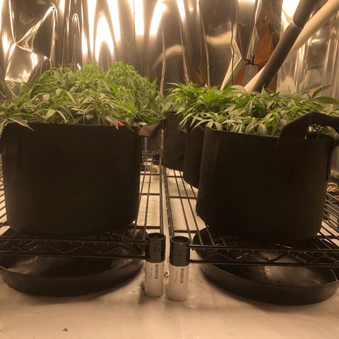 Sir Gheen of the Green (6) growlog timeline photo