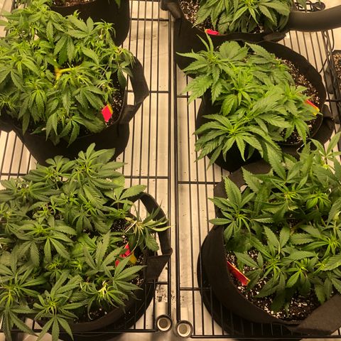 Sir Gheen of the Green (6) growlog timeline photo