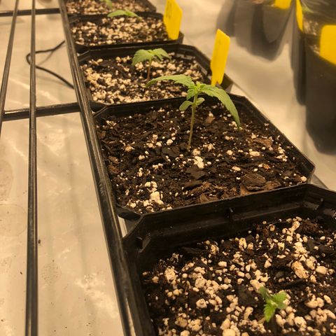 Sir Gheen of the Green (6) growlog timeline photo