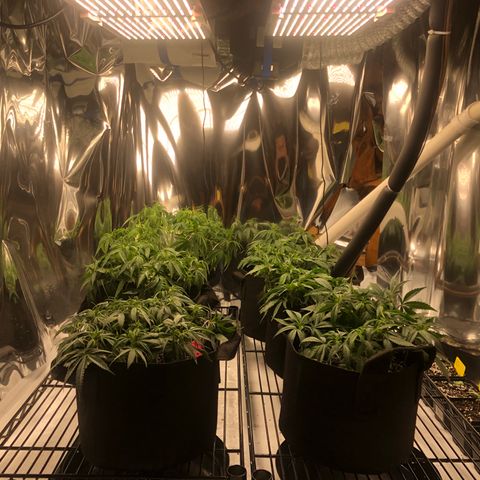 Sir Gheen of the Green (6) growlog timeline photo