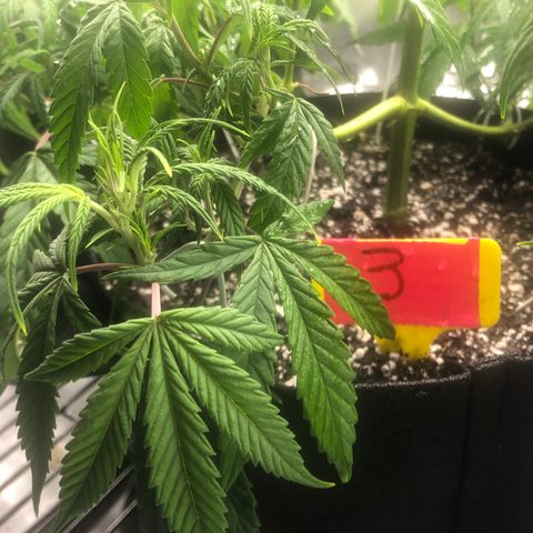 Sir Gheen of the Green (6) growlog timeline photo