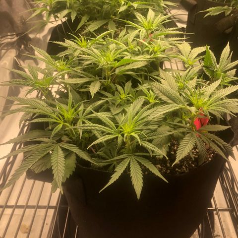 Sir Gheen of the Green (6) growlog timeline photo