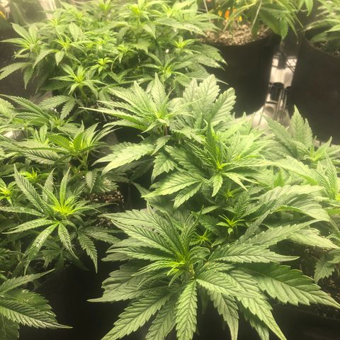 Sir Gheen of the Green (6) growlog timeline photo