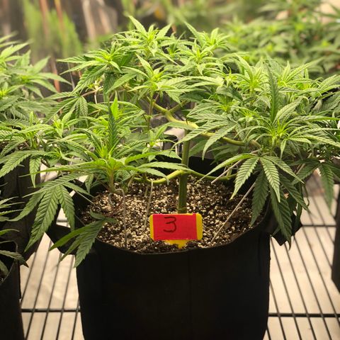 Sir Gheen of the Green (6) growlog timeline photo