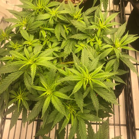 Sir Gheen of the Green (6) growlog timeline photo